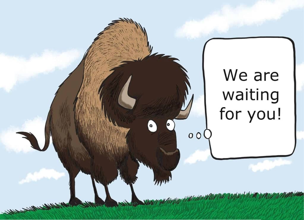 bison